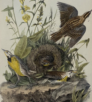 Original Audubon Octavo Edition Number 45 Plate 223, Meadow Lark