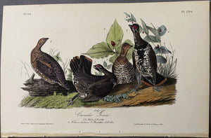 Original Audubon Octavo First Edition Number 59 Plate 294, Canada Grous