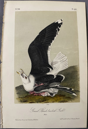 Original Audubon Octavo Edition Number 90 Plate 450, Great Black-backed Gull