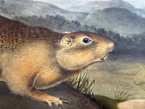 Audubon Original Imperial Plate 9, Parry's Marmot Squirrel