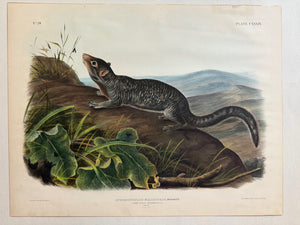 Audubon Original Imperial Plate 139, Large-tailed Spermophile