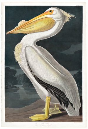 American White Pelican