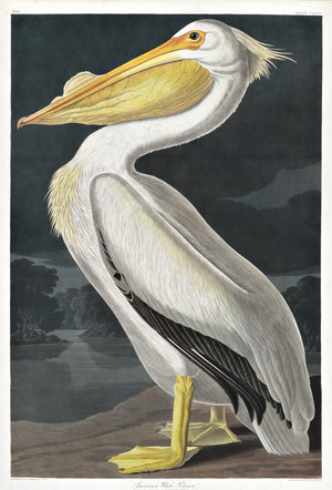White Pelican
