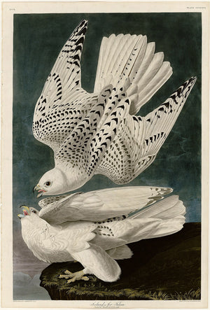 Gyrfalcon
