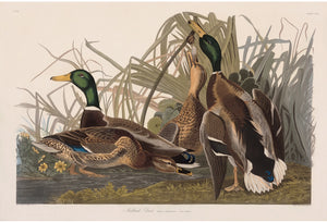 Mallard Duck
