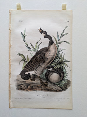 376 Audubon Octavo 1st edition Canada Goose