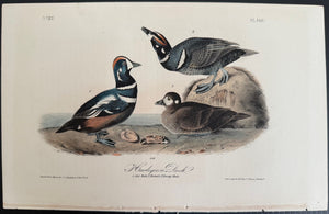 409 Audubon Octavo 1st Edition Harlequin Duck