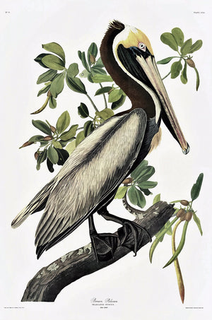 Brown Pelican