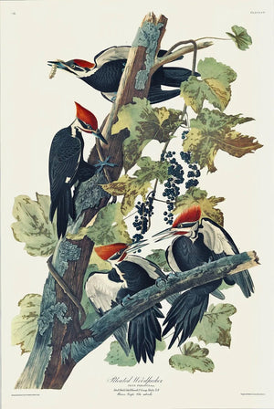 Pileated Woodpecker