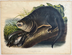 Original Audubon Imperial Canada Otter. Plate 51