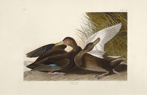 Dusky Duck