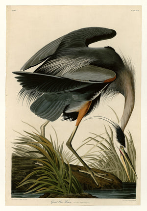Great Blue Heron