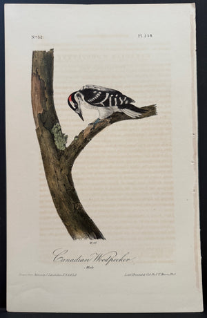 258 Audubon Octavo 1st Edition Canadian Woodpecker