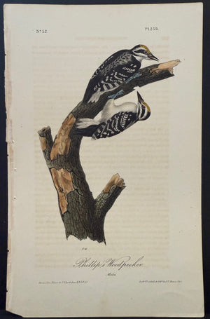 259 Audubon Octavo 1st Edition Phillip's Woodpecker