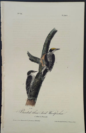 269 Audubon Octavo 1st Edition Banded Three-toed Woodpecker