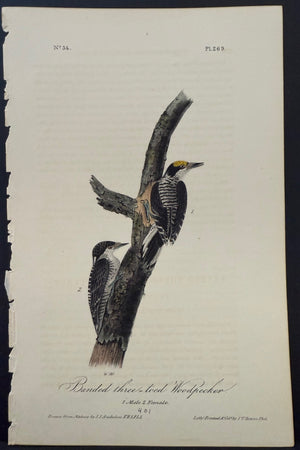 269 Audubon Octavo 1st Edition Banded Three-toed Woodpecker