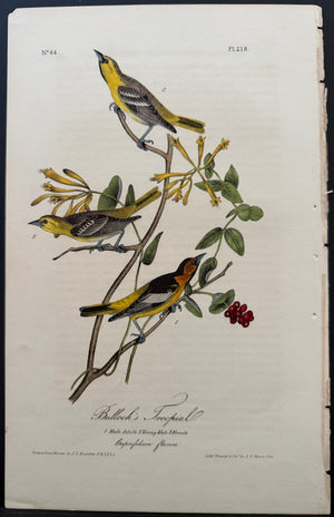 218 Audubon Octavo 1st Edition Bullock's Troopial