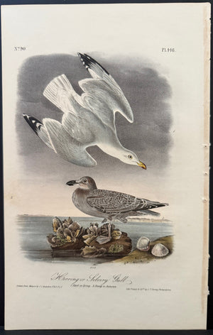 448 Audubon Octavo 1st Edition Herring or Silvery Gull