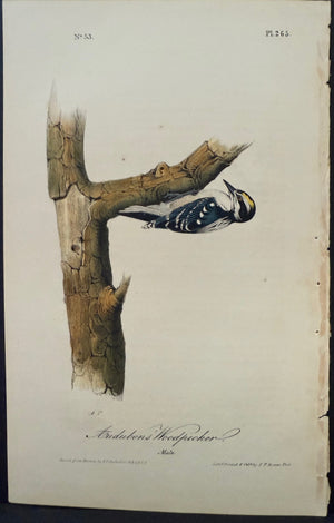 265 Audubon Octavo 1st Edition Audubon Woodpecker