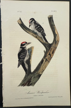 260 Audubon Octavo 1st Edition Maria's Woodpecker