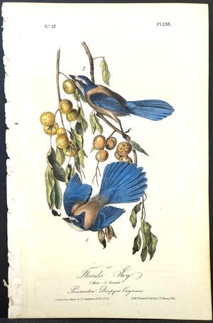233 Audubon Octavo 1st Edition Florida Jay