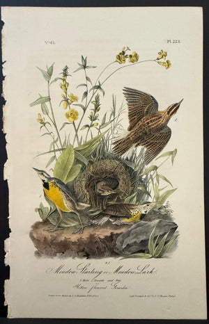 223 Audubon Octavo 1st Edition Meadow Starling or Meadow Lark