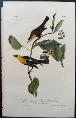 213 Audubon Octavo 1st Edition Saffron-headed Marsh Blackbird