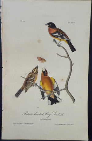 206 Audubon Octavo 1st Edition Black-headed Long Grosbeak