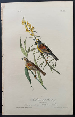 Audubon Octavo 1st Edition Black-throated Bunting plate 156