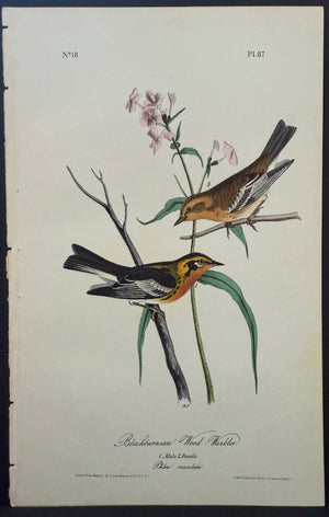 87 Audubon Octavo 1st Edition Blackburnian Wood-Warbler