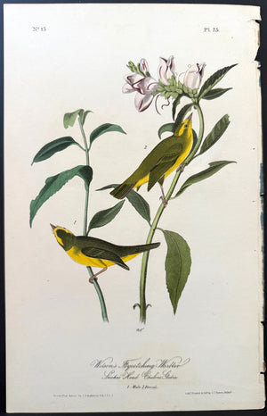 75 Audubon Octavo 1st Edition Wilson's Flycatching Warbler