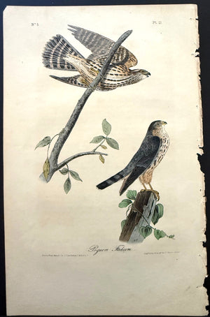 21 Audubon Octavo 1st Edition Pigeon Falcon