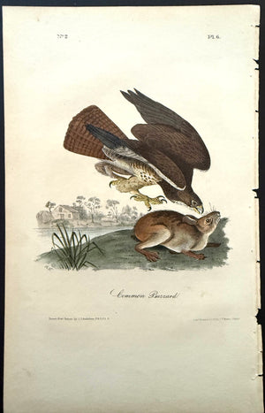 6 Audubon Octavo 1st Edition Common Buzzard