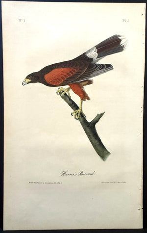 5 Audubon Octavo 1st Edition Harris's Buzzard