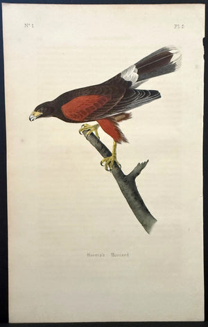 5 Audubon Octavo 1st Edition Harris's Buzzard (Variant)