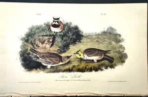 Audubon Octavo 1st Edition Shore Lark plate 151
