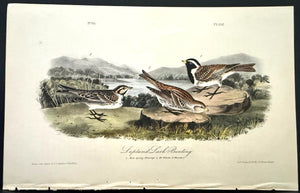 Audubon Octavo 1st Edition Lapland Lark Bunting plate 152