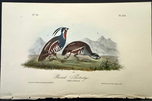 291 Audubon Octavo 1st Edition Plumed Partridge