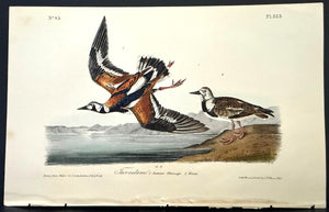 323 Audubon Octavo 1st Edition Turnstone