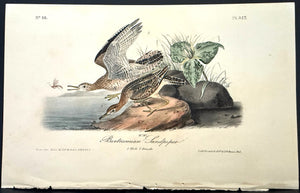 327 Audubon Octavo 1st Edition Bartramian Sandpiper