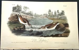 337 Audubon Octavo 1st Edition Little Sandpiper