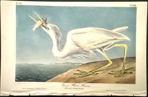 368 Audubon Octavo 1st Edition Great White Heron