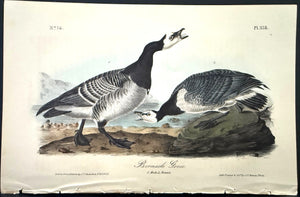 378 Audubon Octavo 1st Edition Bernacle Goose