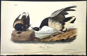379 Audubon Octavo 1st Edition Brant Goose
