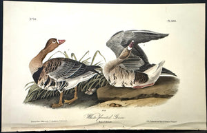 380 Audubon Octavo 1st Edition White-fronted Goose