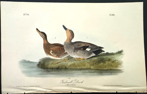 388 Audubon Octavo 1st Edition Gadwall Duck