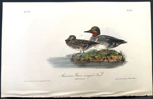 392 Audubon Octavo 1st Edition American Green-winged Teal