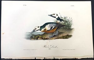 407 Audubon Octavo 1st Edition Western Duck