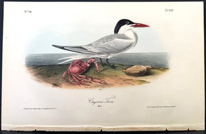 429 Audubon Octavo 1st Edition Cayenne Tern