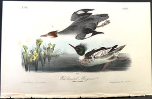 412 Audubon Octavo 1st Edition Red-breasted Merganser